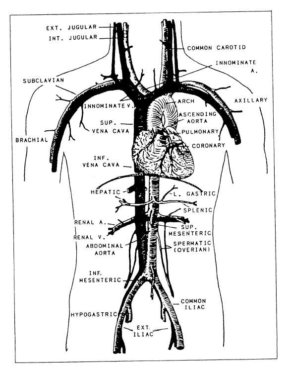 arteries and veins in arm. Arteries and veins of the