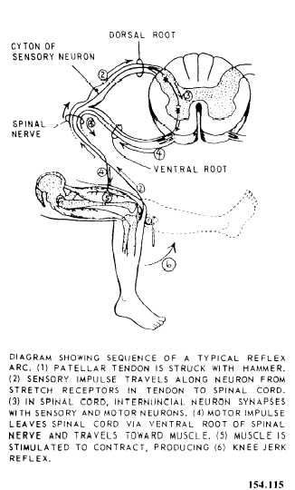 tracts of spinal cord. of the spinal cord shows