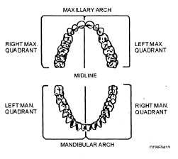 Maxillary and mandibular arches divided into quadrants