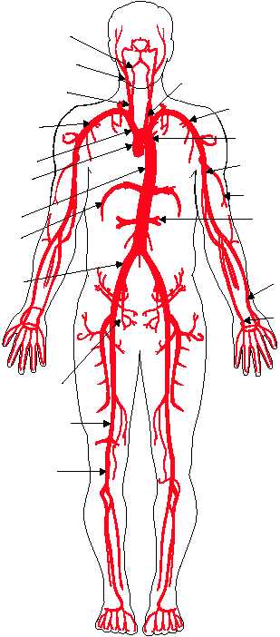 the aorta splits into two femoral arteries that go down each leg