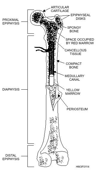 Bone classifications