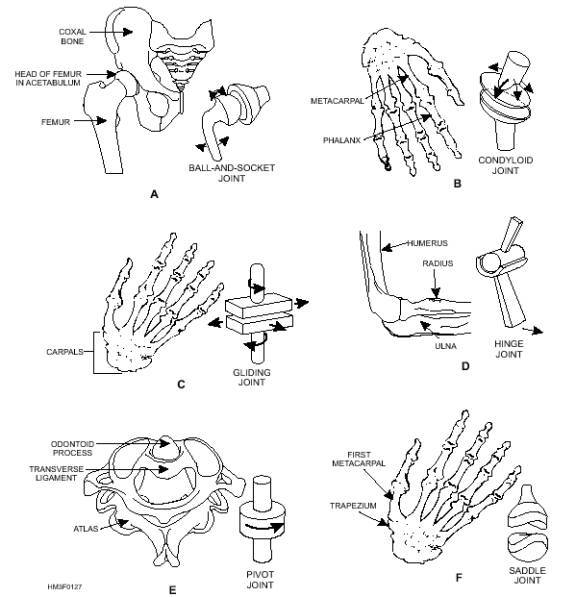 gliding joint bones