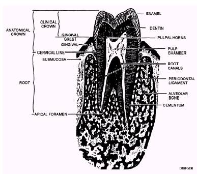 Cementum Of Tooth