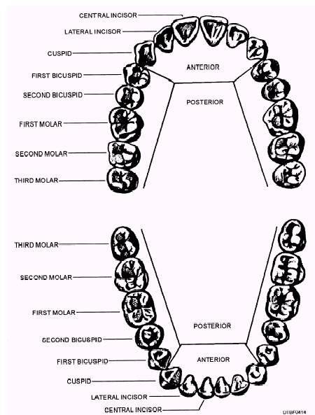 Anterior And Posterior Teeth Chart