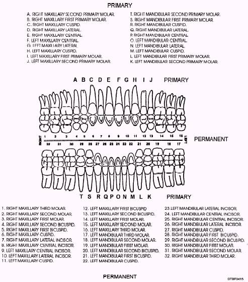 teeth numbers cuspids