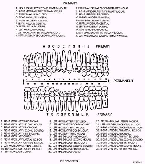 Tooth Position Chart