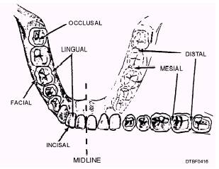 Surfaces Of The Teeth Chart
