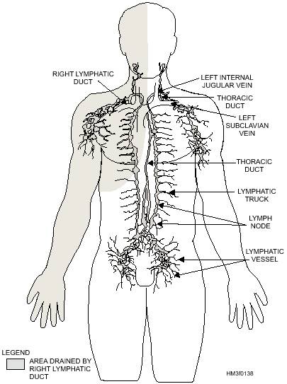 Anatomy of the respiratory system