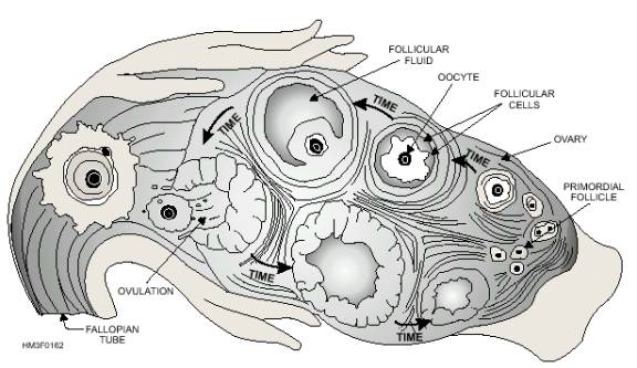 Internal accessory organs